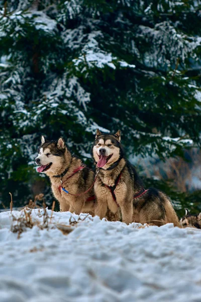 Ücretsiz köpek kızağı yarış yarışma sportif köpek ekibi ile karda yarış taslak köpekler, Sibirya husky köpek açık havada çalışan