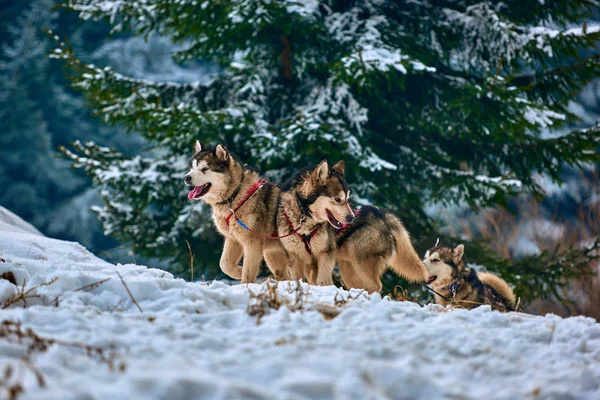 Free Dog Sled Racing Contest Con Equipo Perros Deportivos Ejecuta —  Fotos de Stock