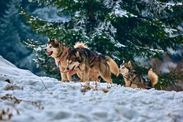 Бесплатные Собачьи Упряжки Гонка Спортивной Собакой Команда Работает Снегу Гонка — стоковое фото