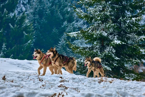 Ücretsiz köpek kızağı yarış yarışma sportif köpek ekibi ile karda yarış taslak köpekler, Sibirya husky köpek açık havada çalışan