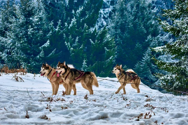 Бесплатные Собачьи Упряжки Гонка Спортивной Собакой Команда Работает Снегу Гонка — стоковое фото
