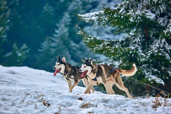 Ücretsiz köpek kızağı yarış yarışma sportif köpek ekibi ile karda yarış taslak köpekler, Sibirya husky köpek açık havada çalışan