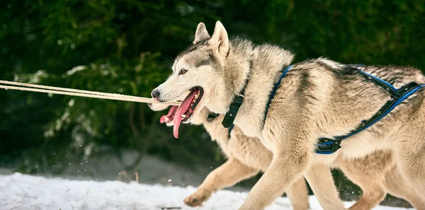 Kostenloser Hundeschlittenrennwettbewerb Mit Sportlicher Hundestaffel Läuft Schnee Rennen Der Zughunde — Stockfoto