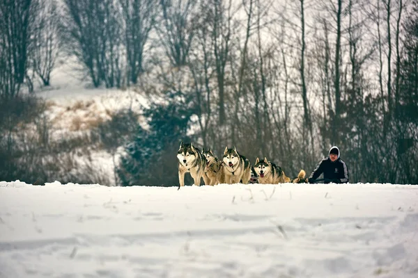 雪の中 草案犬のレースで実行されている陽気な犬チームと無料犬そりレース コンテスト — ストック写真