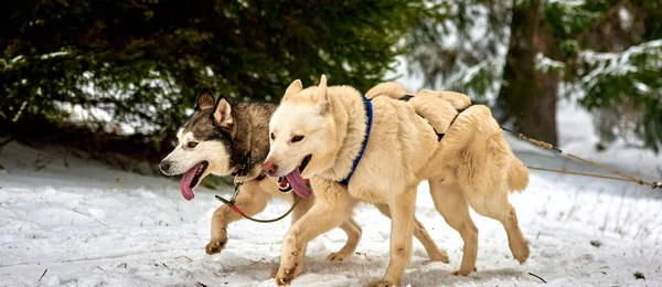 Free Dog Sled Racing Contest Con Equipo Perros Deportivos Ejecuta — Foto de Stock