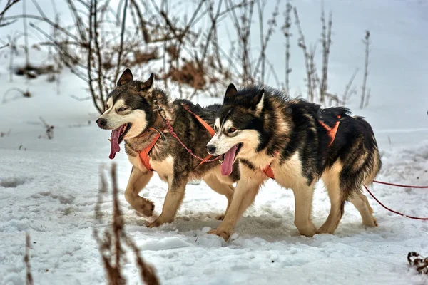 Free Dog Sled Racing Contest Con Equipo Perros Deportivos Ejecuta —  Fotos de Stock