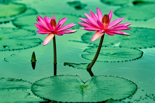 美しいピンクのスイレンやハスの花や池の水に浮かぶ葉 — ストック写真