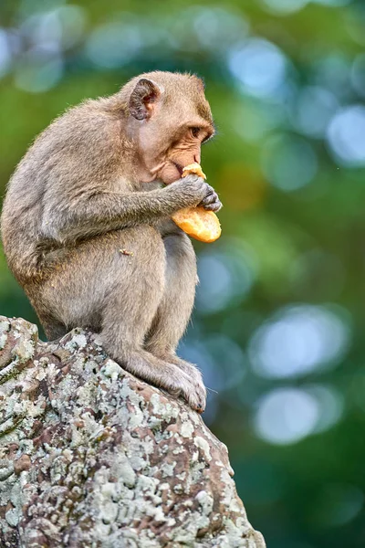 Ένας Πίθηκος Μακάκος Μακράς Tailed Κάθεται Έναν Βράχο Κοντά Στο — Φωτογραφία Αρχείου