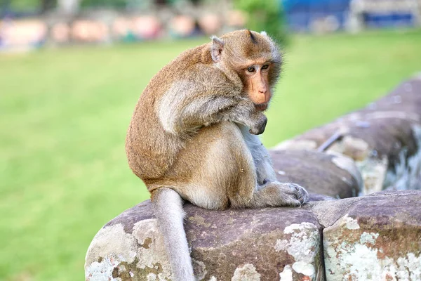 Hosszú Farkú Makákó Majom Egy Sziklára Angkor Wat Kambodzsai Háttérben — Stock Fotó