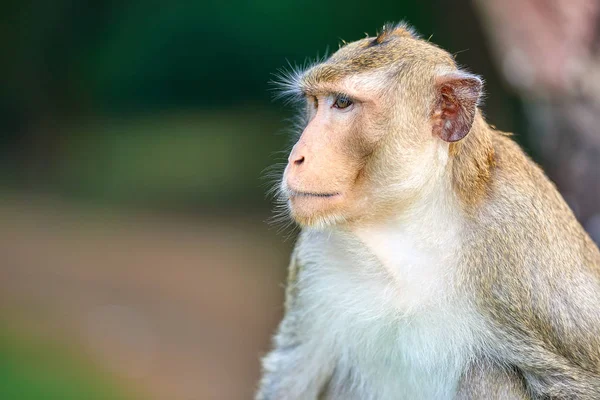 Mono Macaco Cola Larga Sentado Una Roca Cerca Angkor Wat — Foto de Stock