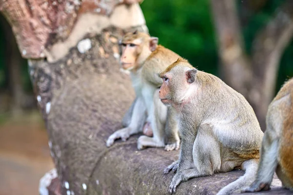 Angkor Wat, Kamboçya'da arka plan yakınındaki bir kayanın üzerine oturmuş bir uzun kuyruklu makak maymunu yeşil bir bulanık manzara olduğunu