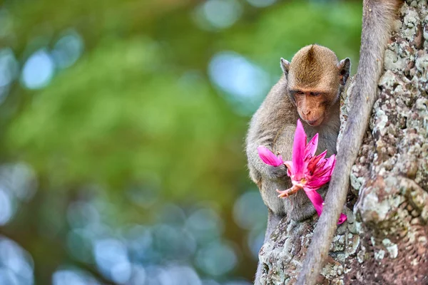 Mono Macaco Cola Larga Sentado Una Roca Cerca Angkor Wat — Foto de Stock