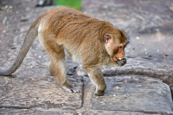 Singe Macaque Longue Queue Assis Sur Rocher Près Angkor Wat — Photo
