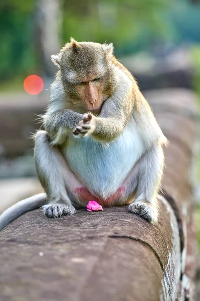 Mono Macaco Cola Larga Sentado Una Roca Cerca Angkor Wat —  Fotos de Stock