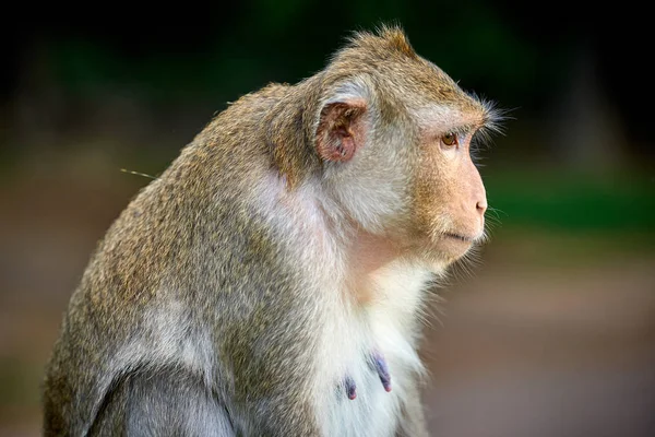 Singe Macaque Longue Queue Assis Sur Rocher Près Angkor Wat — Photo