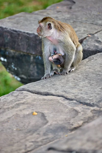 Singe Macaque Longue Queue Allaitant Son Enfant Près Angkor Wat — Photo