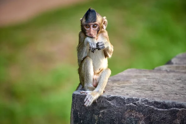 Mono Macaco Cola Larga Sentado Una Roca Cerca Angkor Wat — Foto de Stock