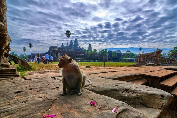 Małpa Long Tailed Macaque Siedzący Skale Pobliżu Angkor Wat Kambodża — Zdjęcie stockowe