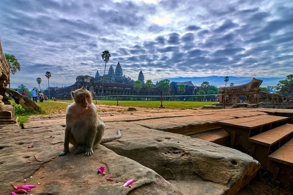 Angkor Wat, Kamboçya'da arka plan yakınındaki bir kayanın üzerine oturmuş bir uzun kuyruklu makak maymunu yeşil bir bulanık manzara olduğunu
