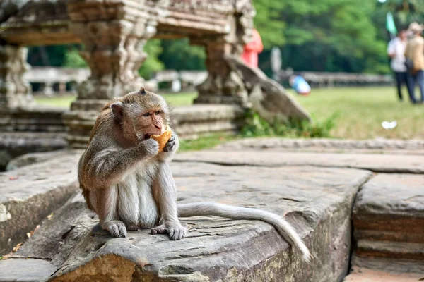 Hosszú Farkú Makákó Majom Egy Sziklára Angkor Wat Kambodzsai Háttérben — Stock Fotó