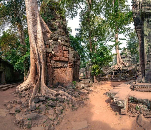 Árboles Levantados Sobre Las Ruinas Del Templo Prohm Templo Complejo —  Fotos de Stock