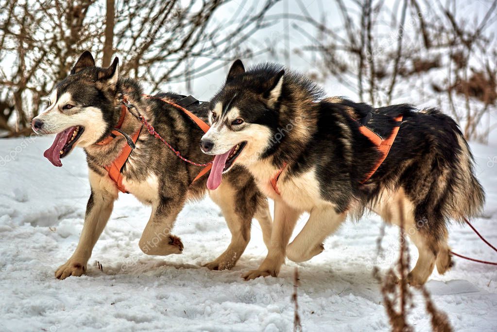 Free Dog Sled Racing Contest with sportive dog team is running in the snow,Race of draft dogs,Siberian husky dog outdoors