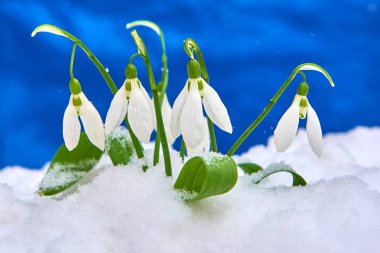 Kardelen kar, bahar beyaz çiçek üzerinde arka plan metin, yakın için yer ile kadar seçici odak ve kar taneleri ile bulanıklık