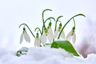 Kardelen kar, bahar beyaz çiçek üzerinde arka plan metin, yakın için yer ile kadar seçici odak ve kar taneleri ile bulanıklık