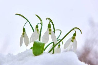 Kardelen kar, bahar beyaz çiçek üzerinde arka plan metin, yakın için yer ile kadar seçici odak ve kar taneleri ile bulanıklık