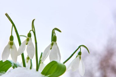 Kardelen kar, bahar beyaz çiçek üzerinde arka plan metin, yakın için yer ile kadar seçici odak ve kar taneleri ile bulanıklık