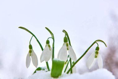 Kardelen kar, bahar beyaz çiçek üzerinde arka plan metin, yakın için yer ile kadar seçici odak ve kar taneleri ile bulanıklık