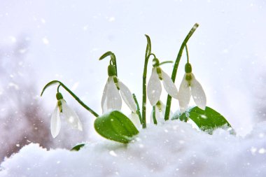 Kardelen kar, bahar beyaz çiçek üzerinde arka plan metin, yakın için yer ile kadar seçici odak ve kar taneleri ile bulanıklık