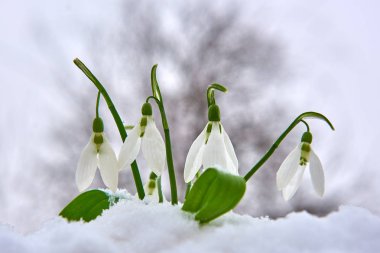 Kardelen kar, bahar beyaz çiçek üzerinde arka plan metin, yakın için yer ile kadar seçici odak ve kar taneleri ile bulanıklık