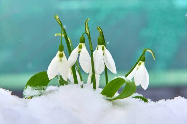 Kardelen kar, bahar beyaz çiçek üzerinde arka plan metin, yakın için yer ile kadar seçici odak ve kar taneleri ile bulanıklık
