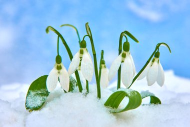 Seçici odak ve kar taneleri ile kardelen kar, metin, yer ile mavi arka plan bahar beyaz çiçek kapat