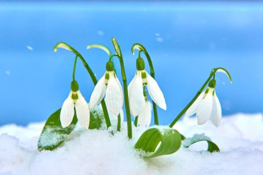 Seçici odak ve kar taneleri ile kardelen kar, metin, yer ile mavi arka plan bahar beyaz çiçek kapat