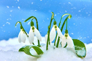 Seçici odak ve kar taneleri ile kardelen kar, metin, yer ile mavi arka plan bahar beyaz çiçek kapat