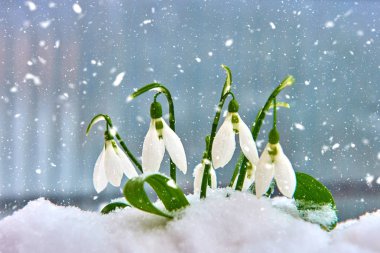 Kardelen kar, bahar beyaz çiçek üzerinde arka plan metin, yakın için yer ile kadar seçici odak ve kar taneleri ile bulanıklık