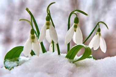 Kardelen kar, bahar beyaz çiçek üzerinde arka plan metin, yakın için yer ile kadar seçici odak ve kar taneleri ile bulanıklık