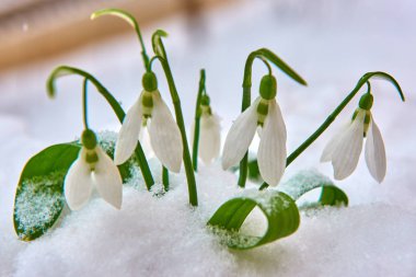 Kardelen kar, bahar beyaz çiçek üzerinde arka plan metin, yakın için yer ile kadar seçici odak ve kar taneleri ile bulanıklık