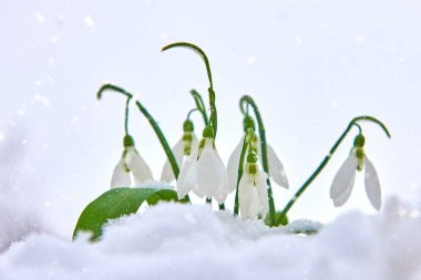 Kardelen kar, bahar beyaz çiçek üzerinde arka plan metin, yakın için yer ile kadar seçici odak ve kar taneleri ile bulanıklık