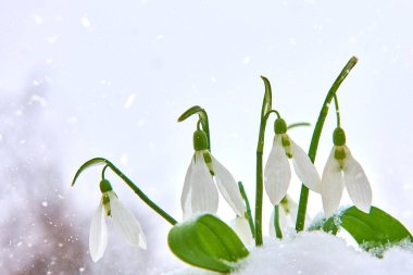 Kardelen kar, bahar beyaz çiçek üzerinde arka plan metin, yakın için yer ile kadar seçici odak ve kar taneleri ile bulanıklık