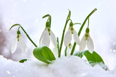 Kardelen kar, bahar beyaz çiçek üzerinde arka plan metin, yakın için yer ile kadar seçici odak ve kar taneleri ile bulanıklık