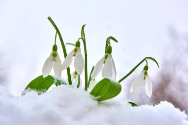 Kardelen kar, bahar beyaz çiçek üzerinde arka plan metin, yakın için yer ile kadar seçici odak ve kar taneleri ile bulanıklık