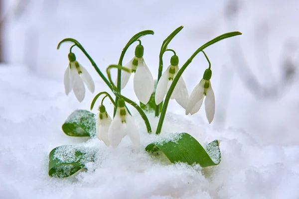 Schneeglöckchen Schnee Frühling Weiße Blume Auf Unscharfem Hintergrund Mit Platz — Stockfoto