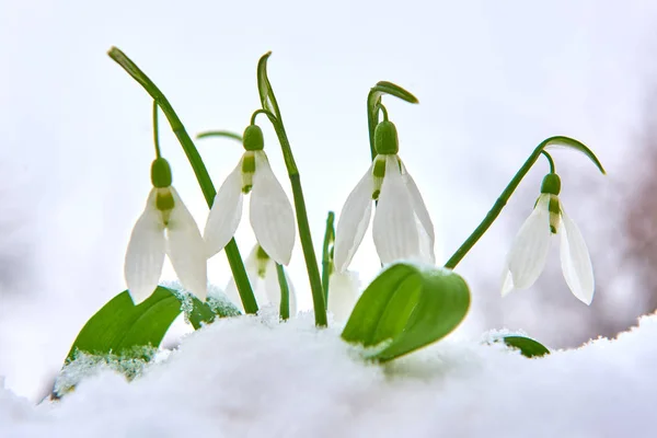 Gotas Neve Neve Primavera Flor Branca Fundo Borrão Com Lugar — Fotografia de Stock