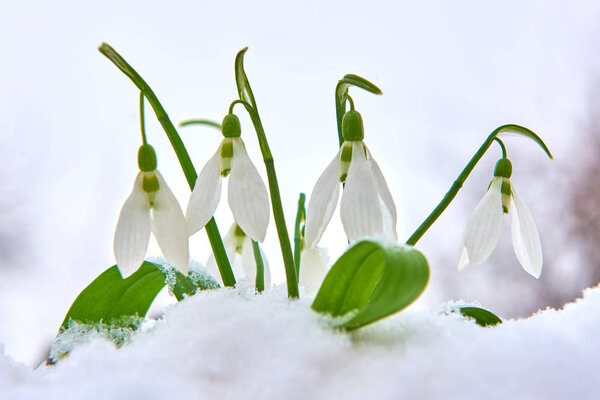 Snowdrops in the snow, spring white flower on blur background with place for text, Close up with selective focus and snowflakes