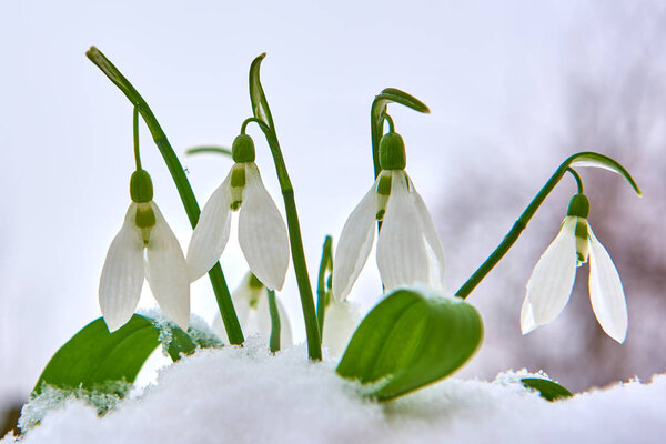 Snowdrops in the snow, spring white flower on blur background with place for text, Close up with selective focus and snowflakes