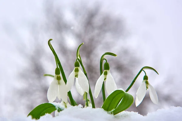 Sneeuwklokjes Sneeuw Voorjaar Witte Bloem Wazig Achtergrond Met Plaats Voor — Stockfoto