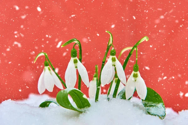 Caídas Nieve Nieve Flor Blanca Primavera Sobre Fondo Rojo Con —  Fotos de Stock